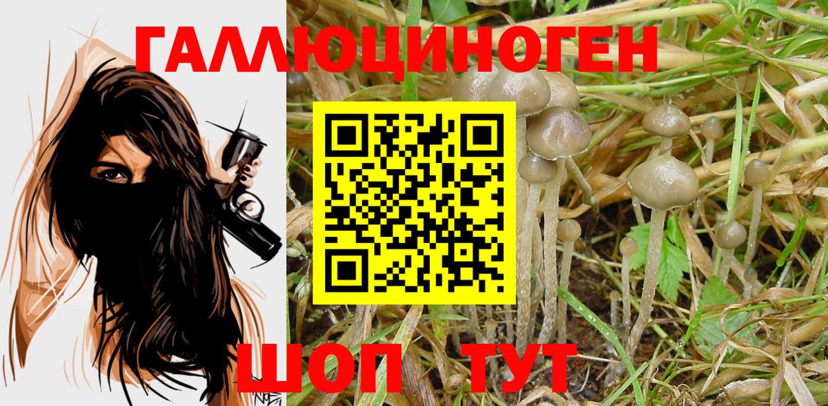 Заринск  Псилоцибиновые грибы Psilocybe  Вход с VPN 